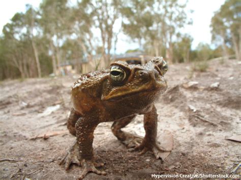 Cane Toad Facts For Kids: Information, Pictures & Videos