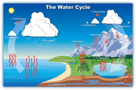 The Water Cycle | Earth Sciences - Quizizz