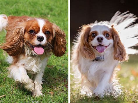 Cavalier King Charles Spaniel vs King Charles Spaniel | UKPets