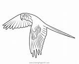 Parrot In Flight Coloring Page For Kids  Free Parrots Printable sketch template