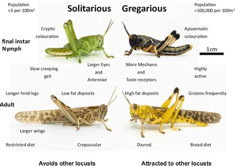 Difference between solitarious and gregarious phases of desert locusts... | Download Scientific ...