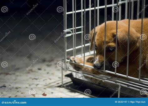 Sad Puppy in Cage stock image. Image of abandon, cruelty - 2632197