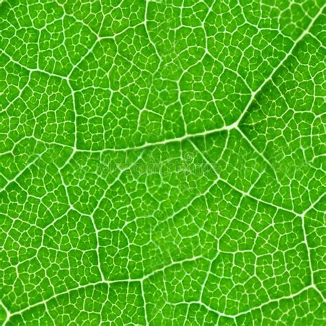 Green leaf seamless texture. Detail close image tree green leaf macro ...