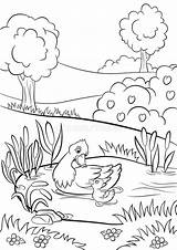 Duck Pond Coloring Pages sketch template