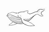 Great Whale coloring Page  Download Print Or Color Online For Free sketch template