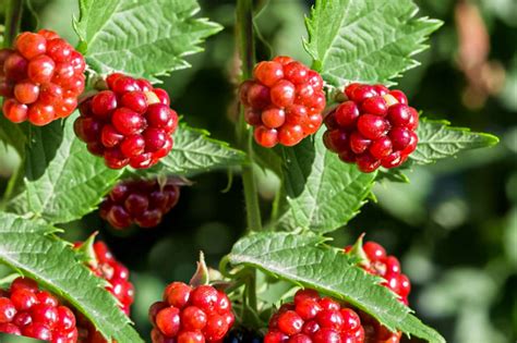 Berries Types In Canada at Abel Langley blog