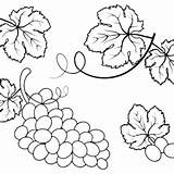 Grapes Coloring Pages Printable For Free Download sketch template