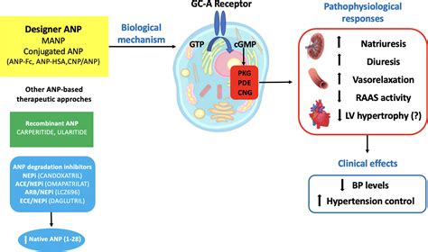 Novel ANP (Atrial Natriuretic Peptide)-Based Therapy for Hypertension: The Promising Role of a ...