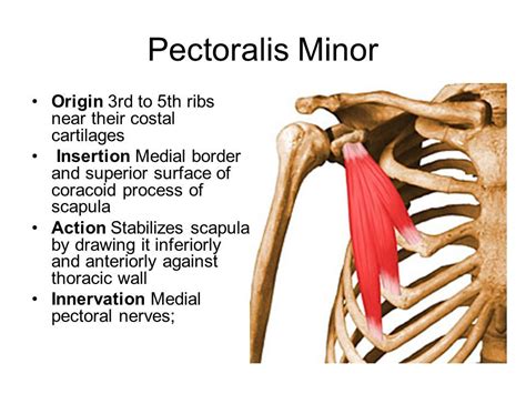 pec minor origin and insertion - Google Search | Human anatomy and ...