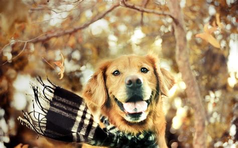 Autumn Dog posted by Christopher Sellers, cute dogs autumn HD wallpaper | Pxfuel