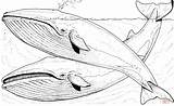 Two Blue Whales In The Sea coloring page  Free Printable Coloring Pages sketch template