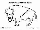 Bison Coloring Page sketch template