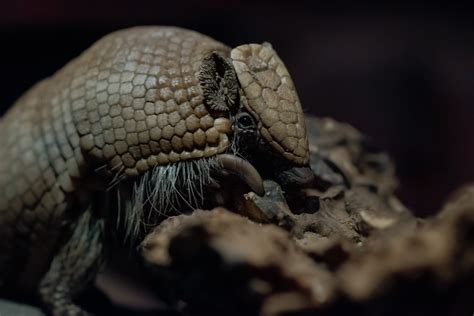 Southern Three Banded Armadillo - BCA Zoo