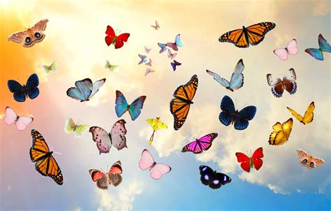 Wallpaper the sky, clouds, butterfly, collage images for desktop, section разное - download