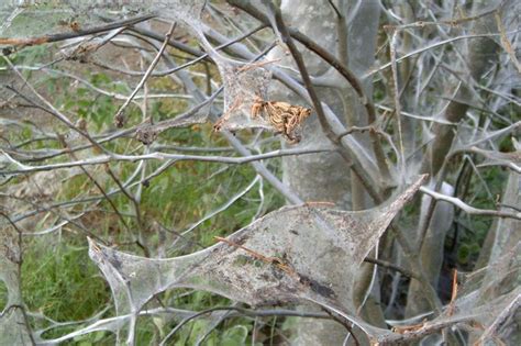 Caterpillar web infestation threatens town's street trees ...