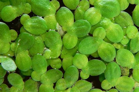 Duckweed Care Guide – Planting, Growing, and Propagation - Shrimp and ...