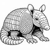 Armadillo Coloring Pages 18  Gem sketch template