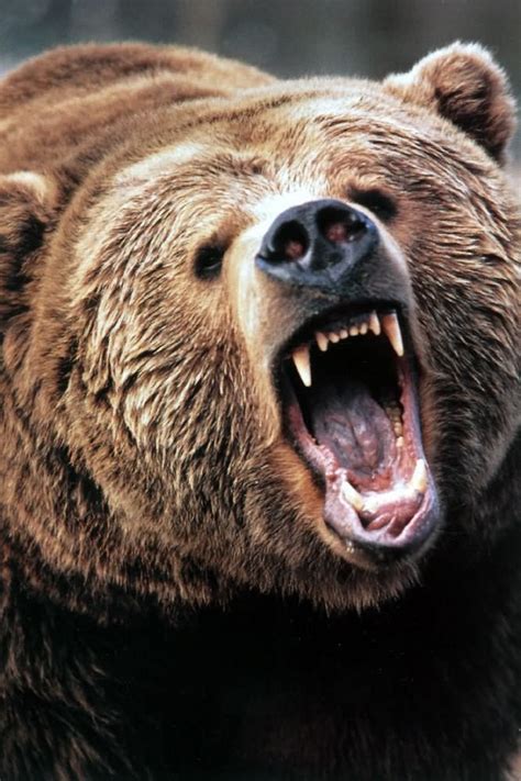 bear angry face - Google Search | Bear tattoos, Grizzly bear ...