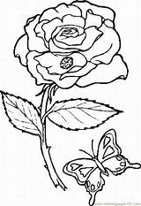 Coloring Page Rose 10 Lrg Natural World > Flowers  Nation sketch template