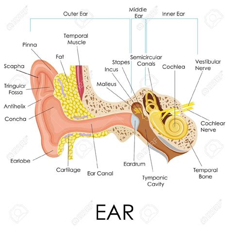 Diagram Of A Human Ear Vector Illustration Of Diagram Of Human Ear Anatomy Royalty Free | Ear ...