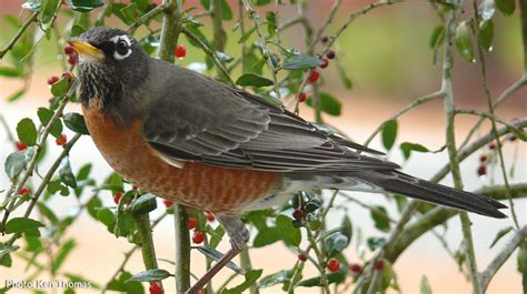 Bird and Butterfly Garden :: Melinda Myers