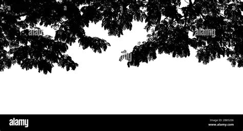 Black tree branch shape silhouette on white background, Nature graphic ...