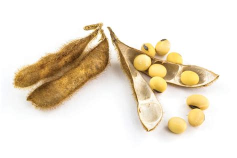 New soybean varieties for 2019 - Grainews