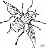 Fly Coloring Pages  Kidsuki sketch template