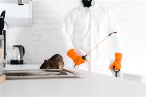 How Much is a Rat Exterminator? | Rat Control Price Guide 2024