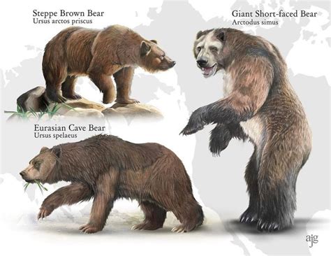 The short-faced bear (Arctodus simus) was a massive carnivorous land ...