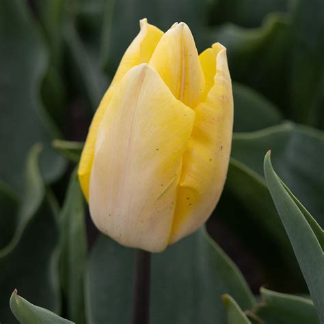 Buy single early tulip bulbs Tulipa 'Sunny Prince (PBR)'