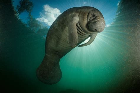 Download Animal Manatee Image