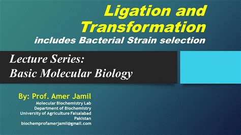 Lecture on DNA ligation and transformation - YouTube