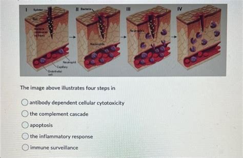 Solved Increased parasympathetic activation stimulates | Chegg.com