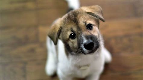 Puppy Wallpapers HD - Wallpaper Cave