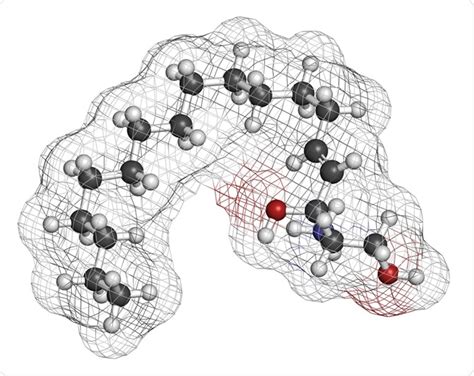 What are Sphingolipids?