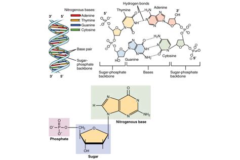 Monomer Of Nucleic Acid Diagram