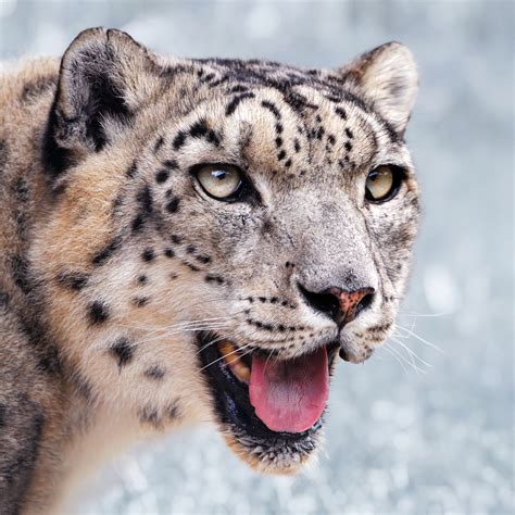 File:Snow leopard portrait-2010-07-09.jpg - Wikimedia Commons