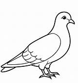 50 Pigeon Coloring Pages  Download Free Images sketch template
