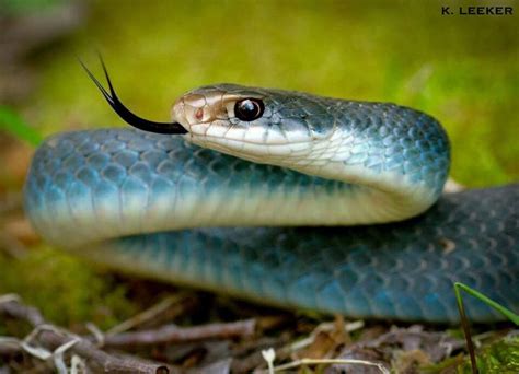 Blue racer in Illinois. Photo by Kyran Leeker. | Reptiles and amphibians, Snake art, Snake