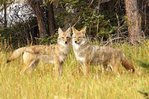 Wildlife Watching In The Great Smoky Mountains • Travel Tips