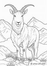 Mountain Goat Coloring Page » Free Download Artus Art sketch template