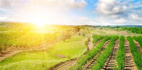 Garden with Fruit Trees and Sunrise. Wide Photo Stock Photo - Image of ...