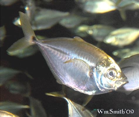 Shiny Fish | Flickr - Photo Sharing!