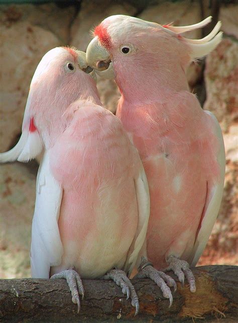 Pink Cockatoos | Animals beautiful, Fluffy animals, Beautiful birds