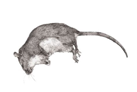 Art & Collectibles Pen & Ink Dead Rat Drawing 0.05 Pen Rodent Rat ...