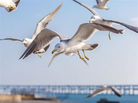 Arctic Tern Migration: A Complete Guide | Birdfact