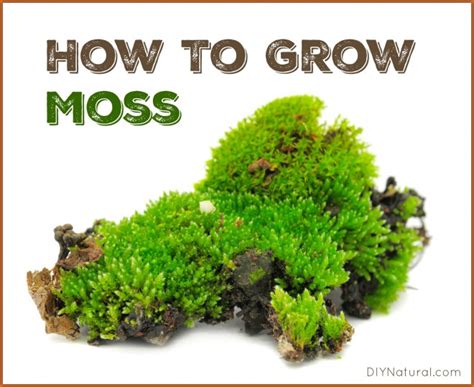 How To Grow Moss: A Simple and Fun Project for The Entire Family