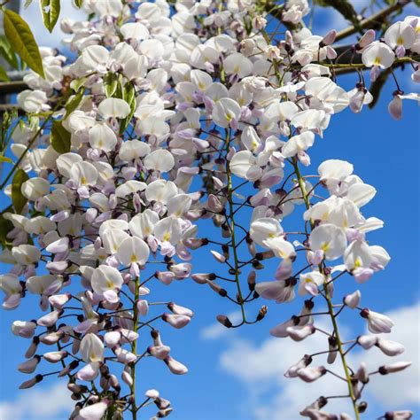 Wisteria floribunda 'White' 12" Pot - Hello Hello Plants