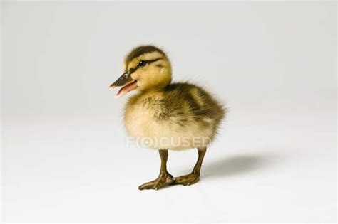 Small Duckling Quacking — vertebrate, nature - Stock Photo | #162677262